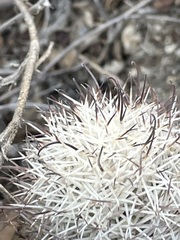 Mammillaria schumannii