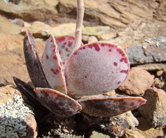 Adromischus maculatus