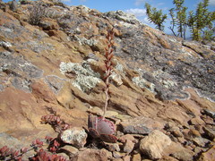 Adromischus maculatus
