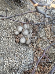 Mammillaria schumannii