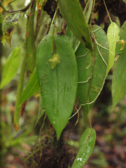 Pleurothallis epiglottis