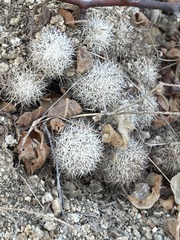 Mammillaria schumannii