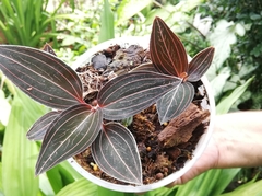 Ludisia discolor