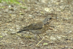 Turdus pilaris