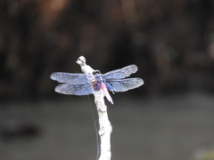 Hadrothemis