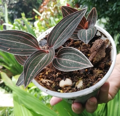 Ludisia discolor