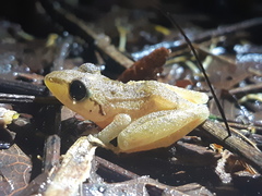 Pristimantis achatinus