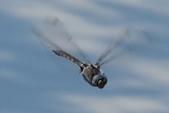 Epitheca petechialis