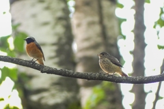 Phoenicurus phoenicurus