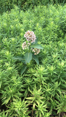 Asclepias syriaca
