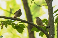 Phoenicurus phoenicurus