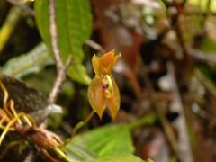 Maxillaria schlimii