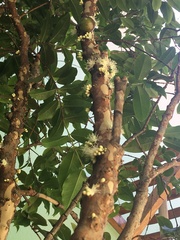 Plinia cauliflora