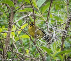 Atlapetes citrinellus