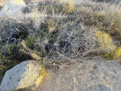 Castela peninsularis