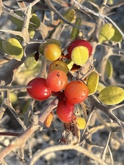 Castela peninsularis