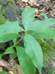Asclepias quadrifolia