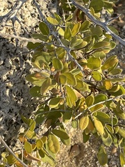 Castela peninsularis
