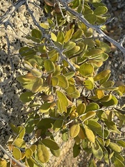 Castela peninsularis