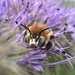 Anthophora quadrimaculata - Photo (c) mother_of_bees, μερικά δικαιώματα διατηρούνται (CC BY-NC)