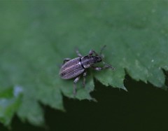 Polydrusus marginatus