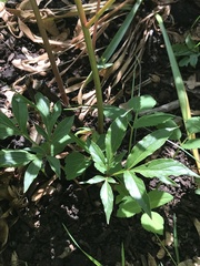Magnoliopsida
