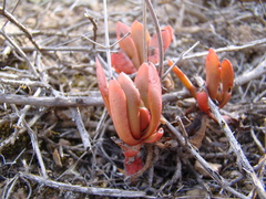 Crassula pubescens