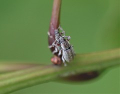 Polydrusus marginatus