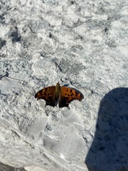 Polygonia interrogationis