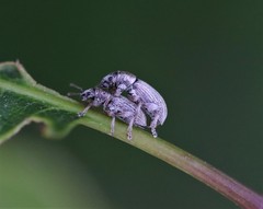 Polydrusus marginatus