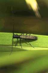 Theophilea subcylindricollis