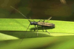 Theophilea subcylindricollis