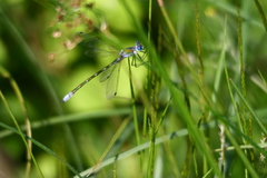 Lestes dryas