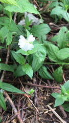 Silene latifolia