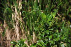 Salix breviserrata