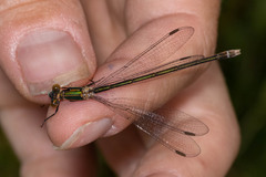 Lestes dryas