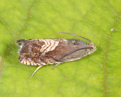 Grapholita tristrigana