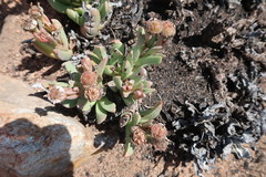 Machairophyllum albidum