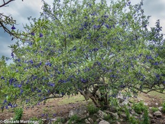 Eriolarynx australis