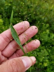 Dichanthelium boreale