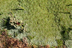 Bolax gummifera