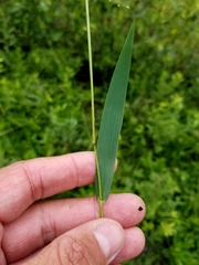 Dichanthelium boreale