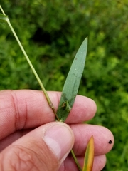 Dichanthelium boreale