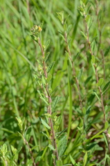 Crocanthemum bicknellii