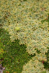 Bolax gummifera