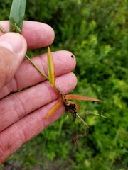 Dichanthelium boreale