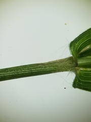 Dichanthelium boreale