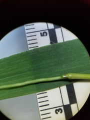 Dichanthelium boreale