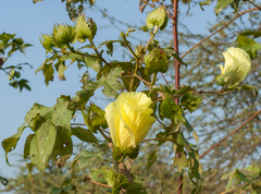 Gossypium barbadense