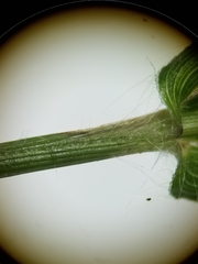 Dichanthelium boreale